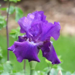 Bearded Iris Rosalie Figge