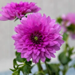 Dahlia Decorative Blue Boy