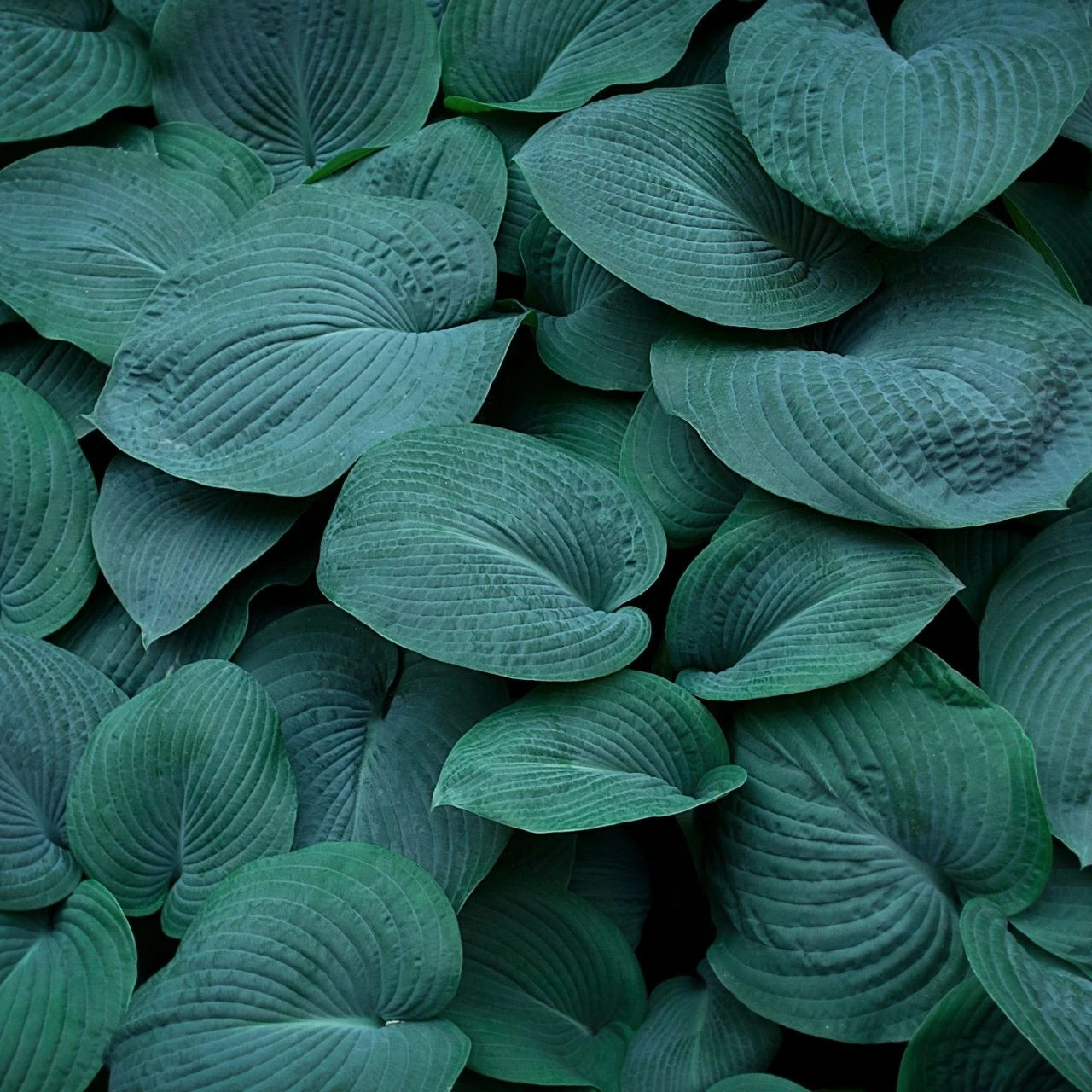 Hosta Large Leaf Bressingham Blue - Image 2