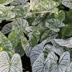 Caladium Fancy White Christmas