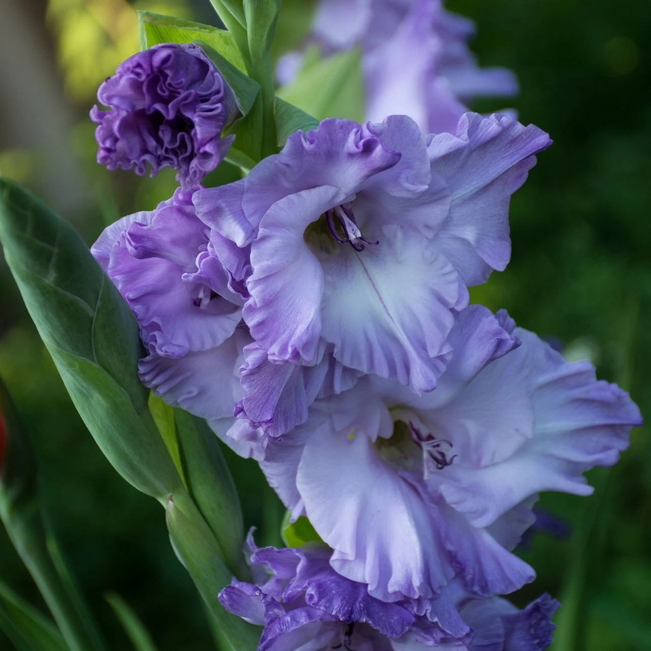 Gladiolus Large Flowering Costa - Image 4