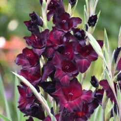 Gladiolus Large Flowering Espresso