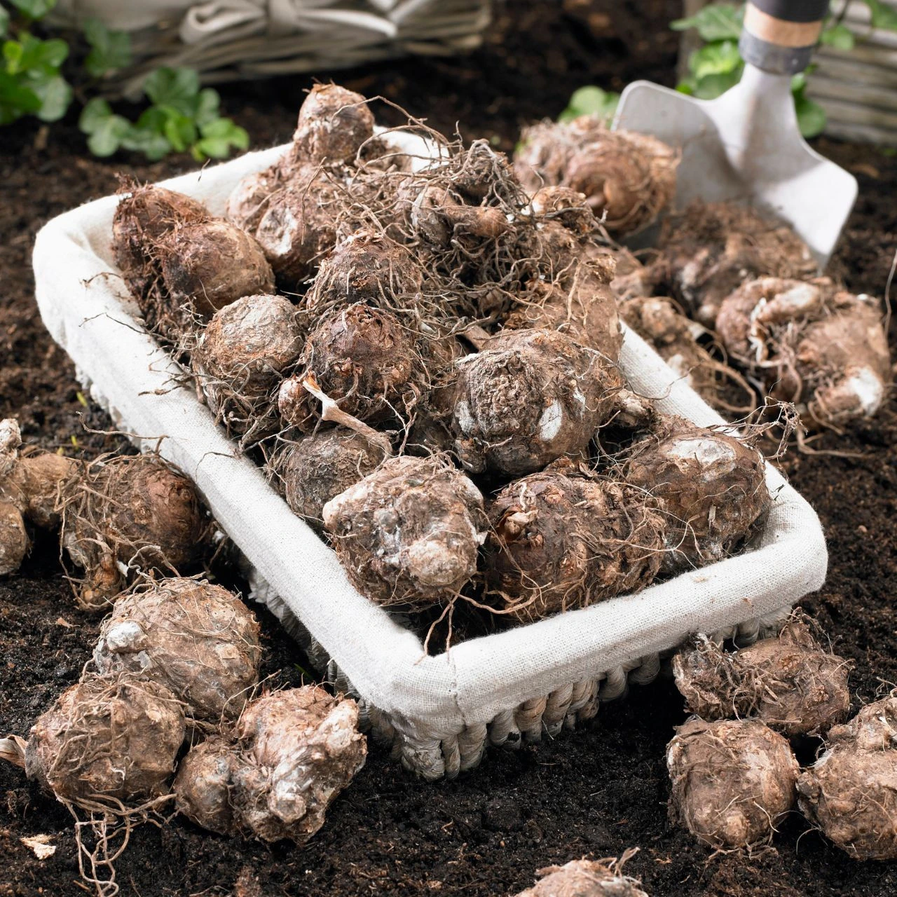 Caladium Fancy Carolyn Whorton - Image 5