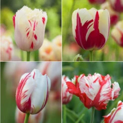 Tulip Assorted Red Flames Collection