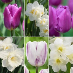 Assorted Classic Blue And White Collection