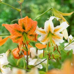 Lily Species Henryi & Lady Alice