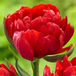 Tulip Double Early Abba