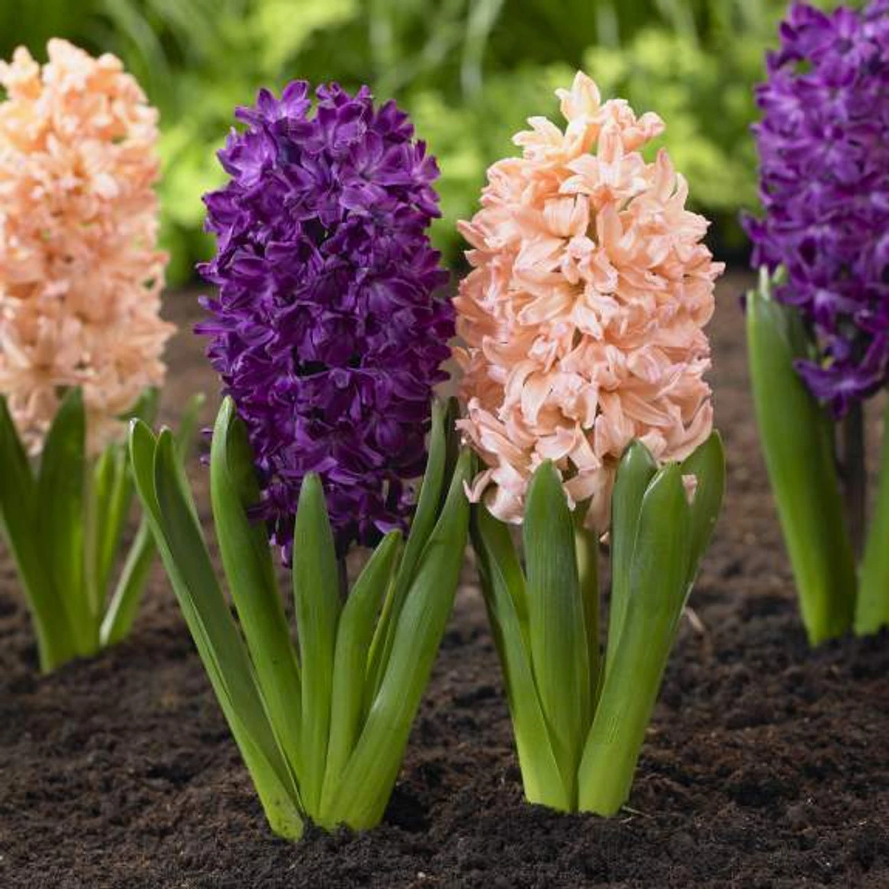 Hyacinth Orientalis Gypsy Queen & Woodstock