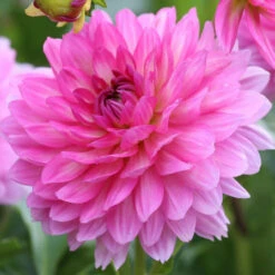 Dahlia Border Decorative Gallery Bellini