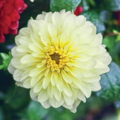 Dahlia Border Decorative Gallery Serenade