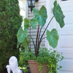 Colocasia Esculenta Black Stem