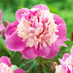 Peony Lactiflora Lady Liberty