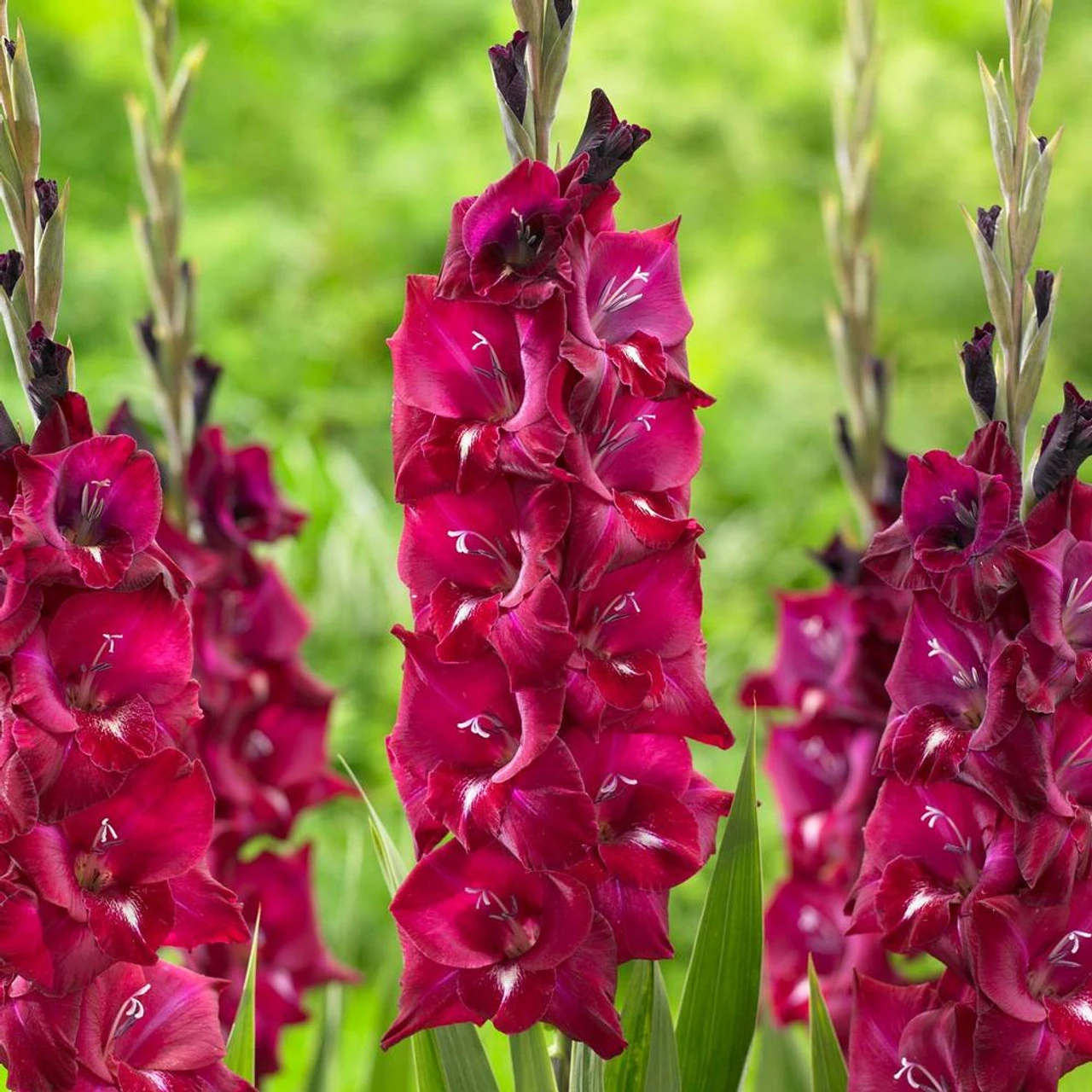 Gladiolus Large Flowering Isabella