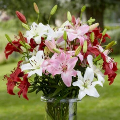Lily Asiatic Summer Wine Mix