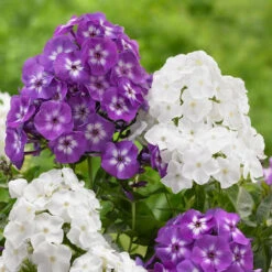 Phlox Paniculata David & Laura