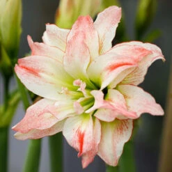 Amaryllis Double Aphrodite