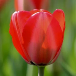 Tulip Darwin Hybrid Red Impression