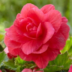 Begonia Upright Double Roseform Pink