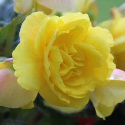 Begonia Upright Double Roseform Yellow