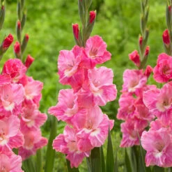 Gladiolus Large Flowering Pink Parrot