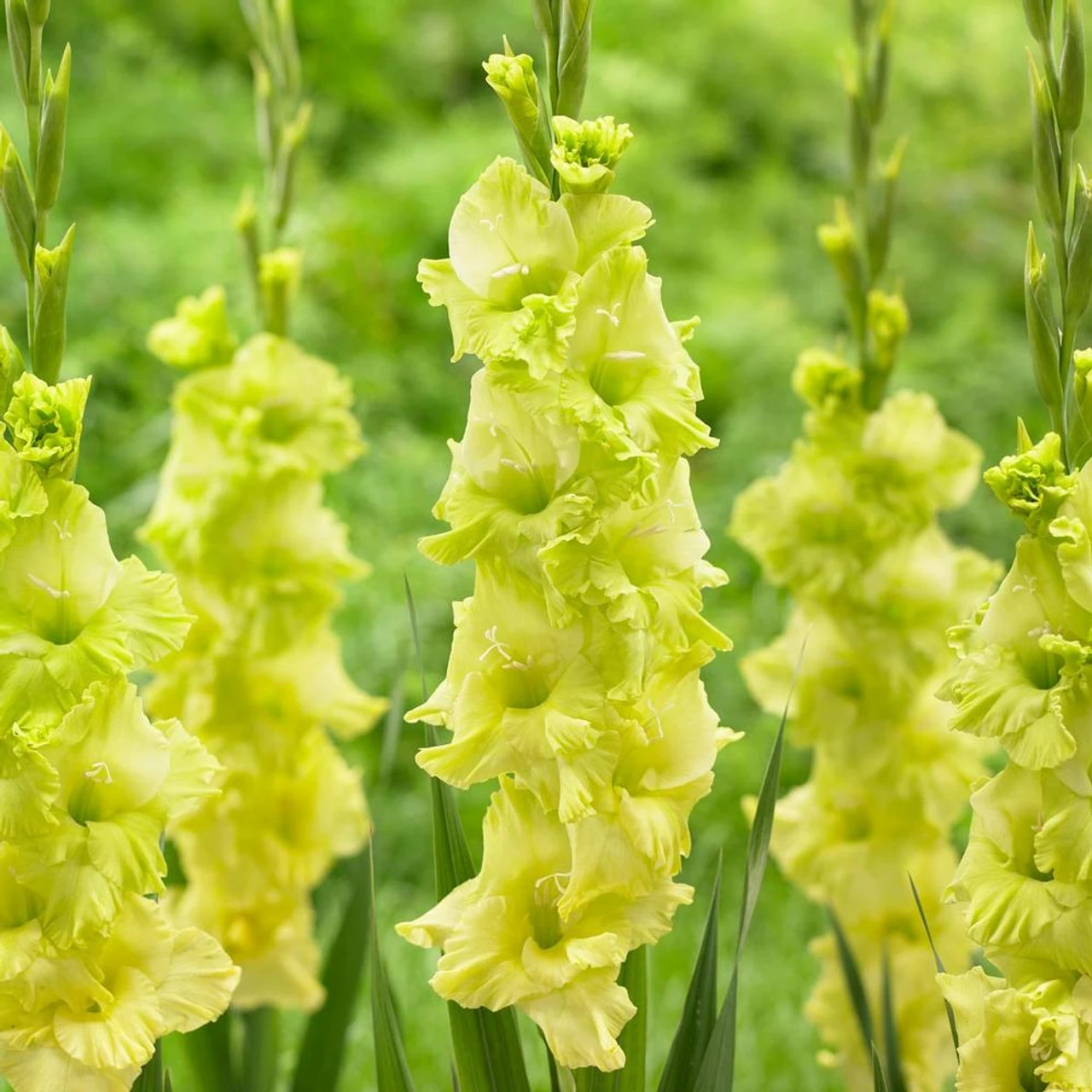Gladiolus Large Flowering Green Star - Image 2