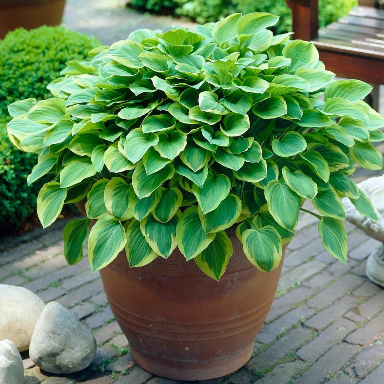 Hosta Medium Leaf Golden Tiara