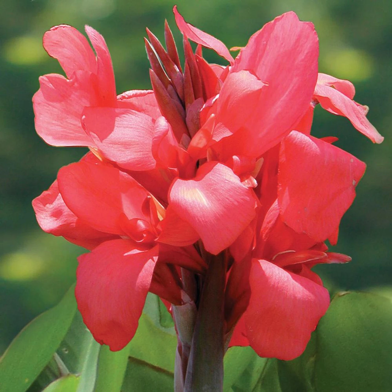 Canna Short Pink Magic
