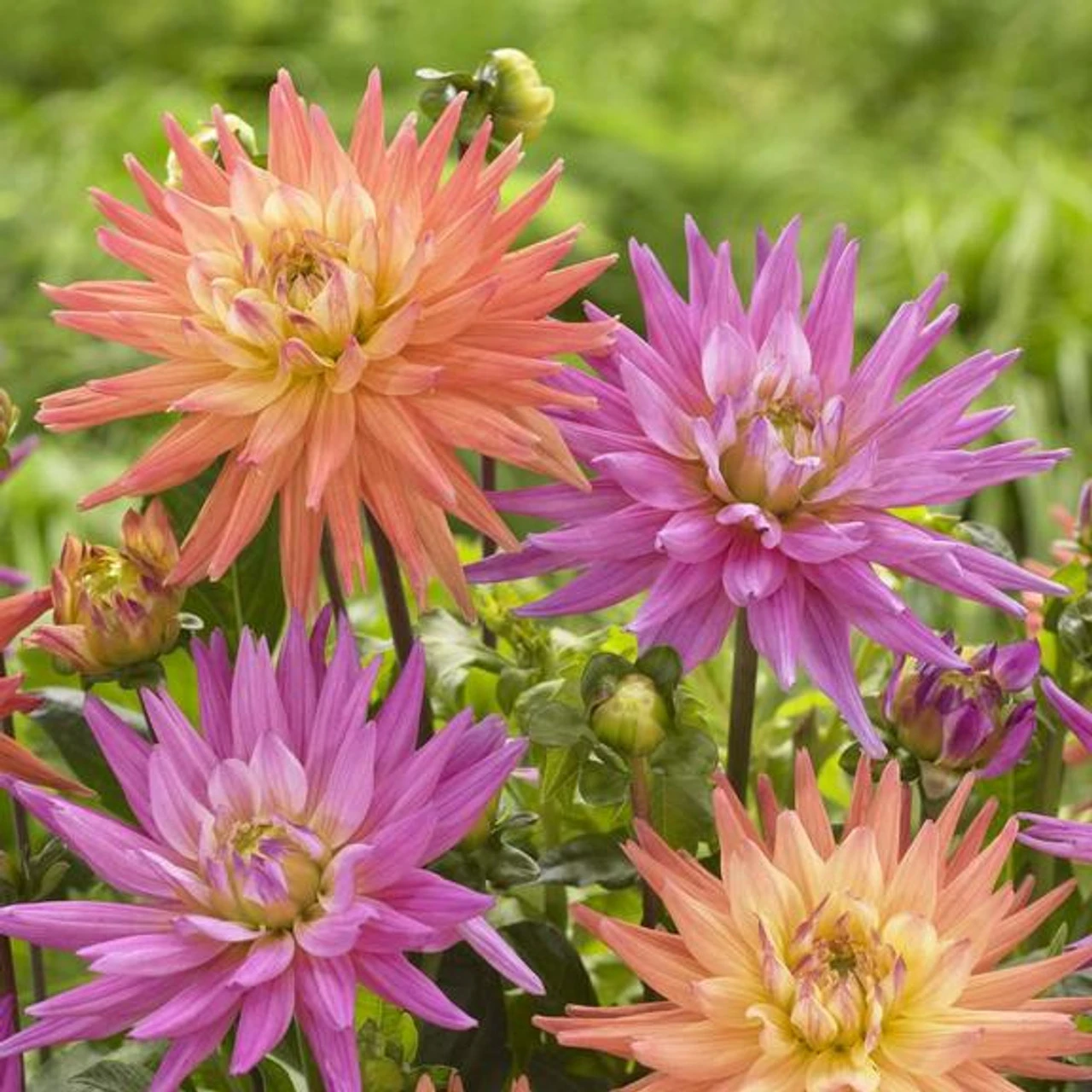 Dahlia Cactus Karma Corona & Karma Pink Corona