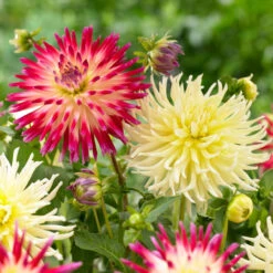 Dahlia Cactus Yellow Star & Tahiti Sunrise