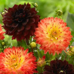 Dahlia Decorative Arabian Night & Procyon