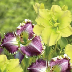Daylily Bestseller & Tequila And Lime