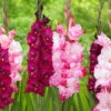 Gladiolus Large Flowering Isabella & My Love