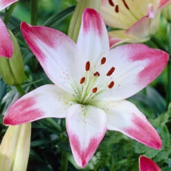 Lily Asiatic Lollypop