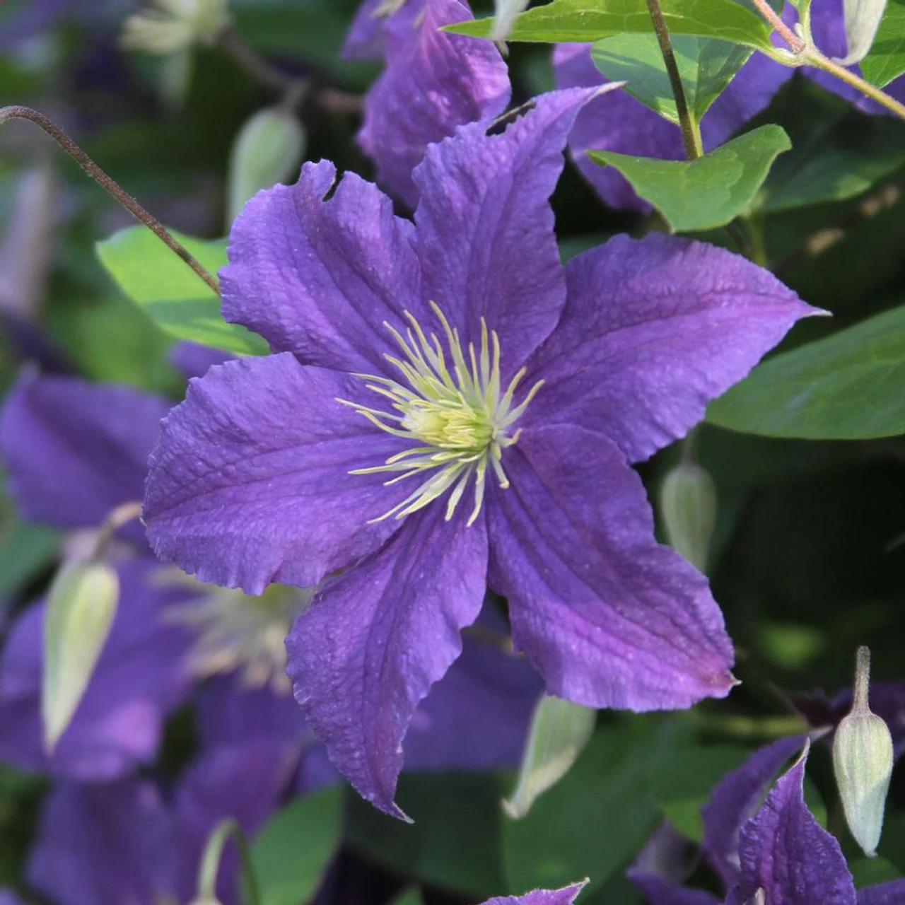 Clematis Standard Ramona