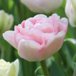 Tulip Double Late Angelique