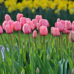 Tulip Darwin Hybrid Pink Impression - Bulk Offer