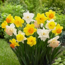 Daffodil Mix Big Blooming Mix - Bulk Offer
