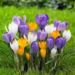 Crocus Large Flowering Mix - Bulk Offer