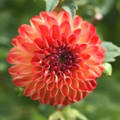 Dahlia Ball Mirella