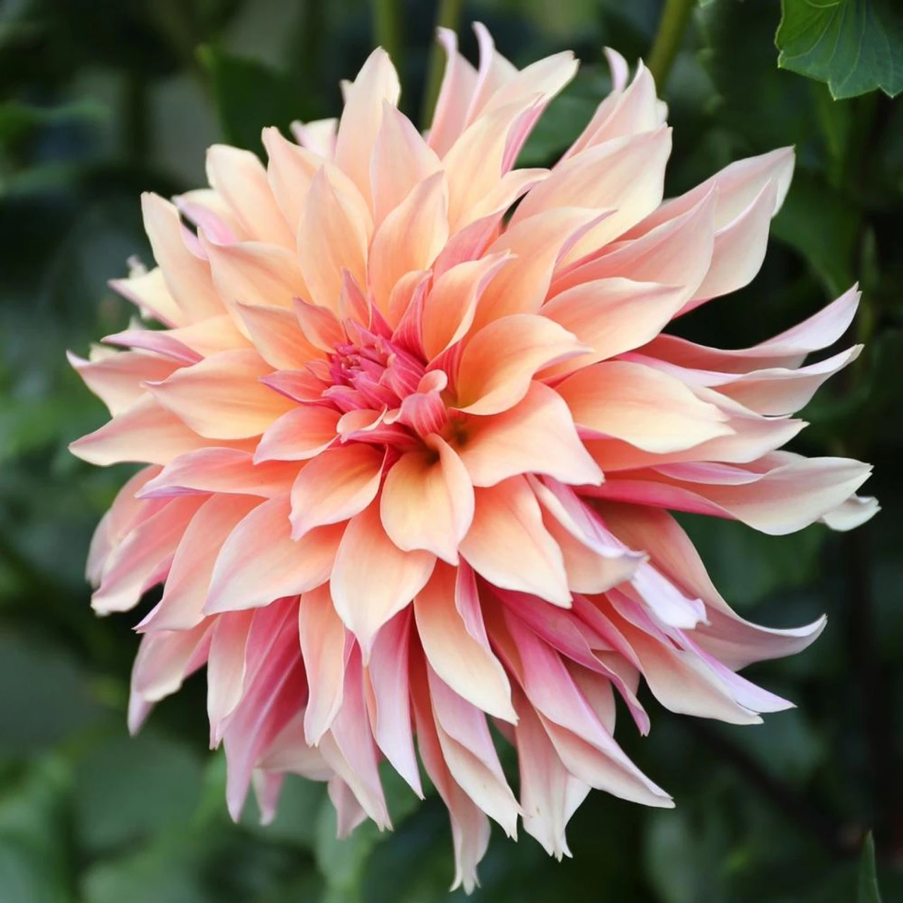 Dahlia Decorative Labyrinth