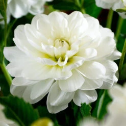 Dahlia Waterlily White Onesta