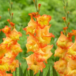 Gladiolus Large Flowering Sunshine