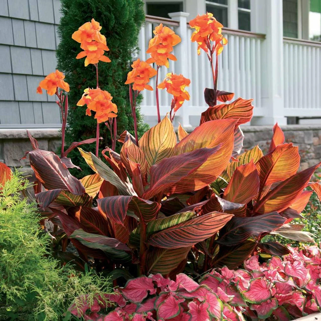 Canna Tall Tropicanna