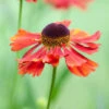 Helenium Moerheim Beauty