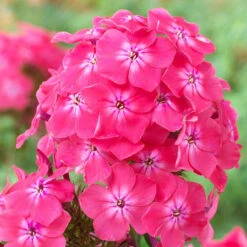 Phlox Paniculata Alexandra