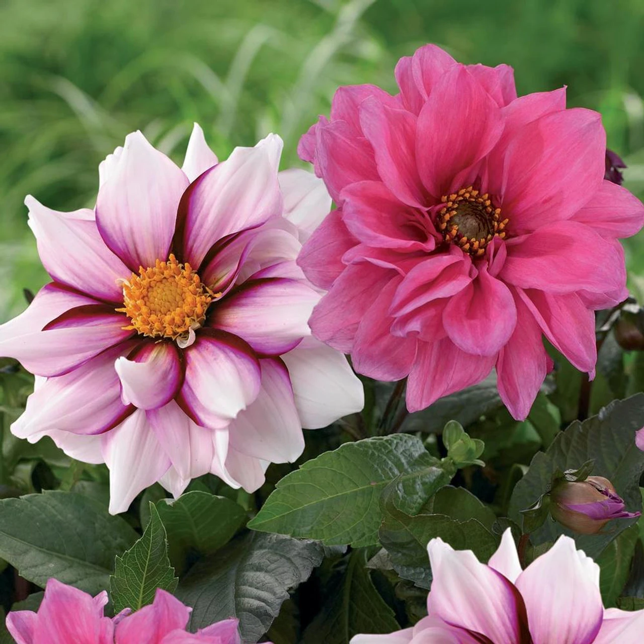 Dahlia Anemone Edge Of Joy & Fascination