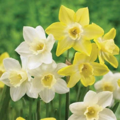 Daffodil Jonquilla Pipit & Pueblo