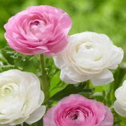 Ranunculus Tomer Pink & White (Spring)