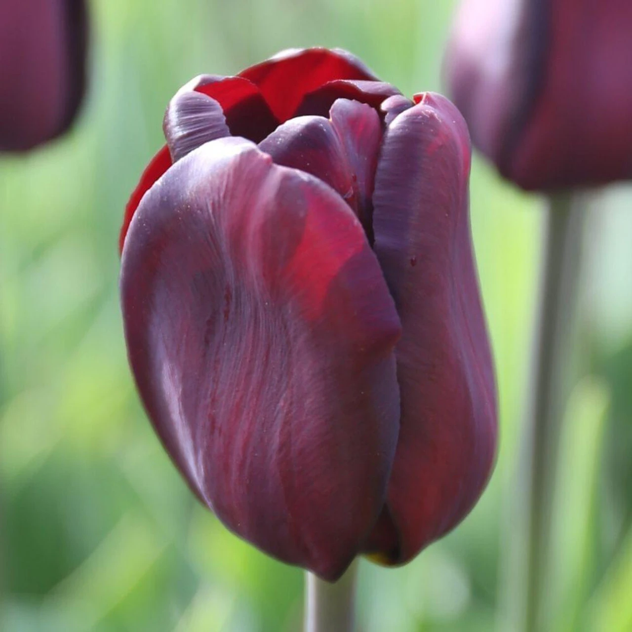 Tulip Triumph Continental