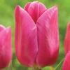 Tulip Triumph Involve